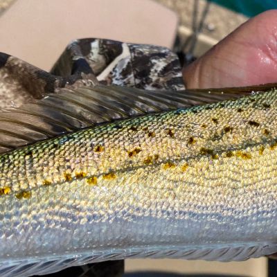 Up close with a King Whiting Fish
