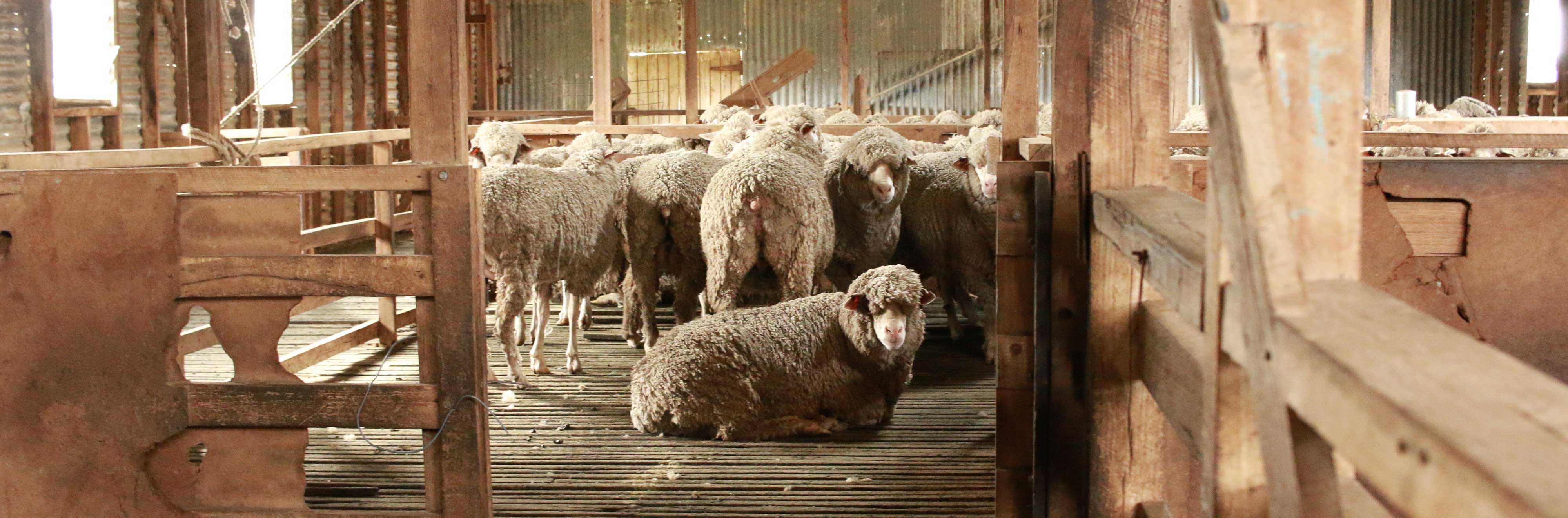 Benefits Of Wool Hunting Clothes